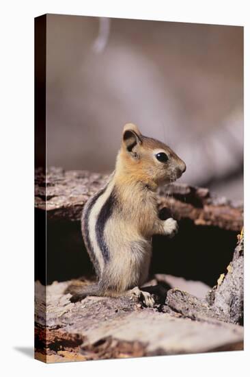 Golden-Mantled Ground Squirrel-DLILLC-Premier Image Canvas