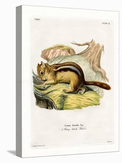 Golden-Mantled Ground Squirrel-null-Premier Image Canvas