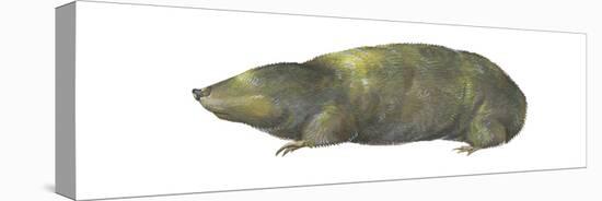 Golden Mole (Chrysochloris Stuhlmanni), Mammals-Encyclopaedia Britannica-Stretched Canvas