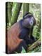 Golden Monkey, Cercopithecus Mitis Kandti, in the bamboo forest, Parc National des Volcans, Rwanda-Keren Su-Premier Image Canvas