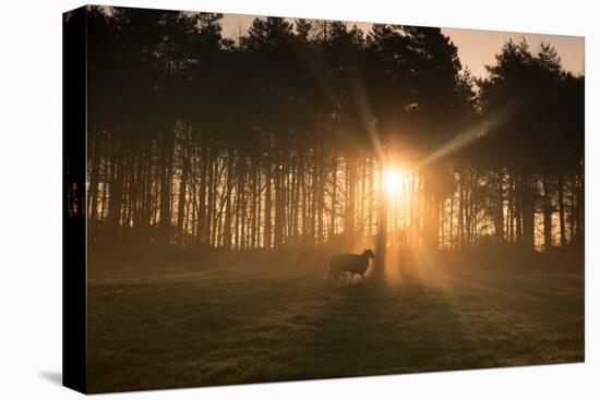 Golden Morning Light Through Trees in the Peak District, Derbyshire England Uk-Tracey Whitefoot-Premier Image Canvas