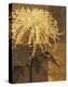 Golden Mums I-Keith Mallett-Stretched Canvas