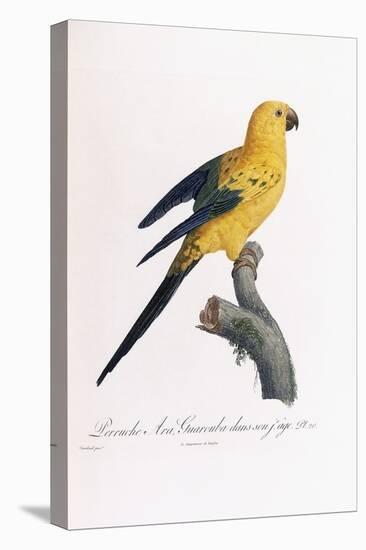 Golden Parakeet, Ara Guarouba, at an Early Age-Jacques Barraband-Premier Image Canvas