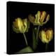 Golden Parrot Tulips-Magda Indigo-Stretched Canvas