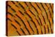 Golden Pheasant Feather Fan Design-Darrell Gulin-Premier Image Canvas