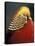 Golden Pheasant, South Africa-Michele Westmorland-Premier Image Canvas