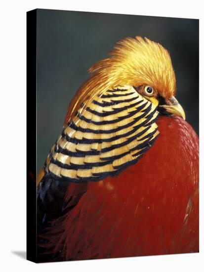 Golden Pheasant, South Africa-Michele Westmorland-Premier Image Canvas