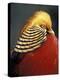 Golden Pheasant, South Africa-Michele Westmorland-Premier Image Canvas