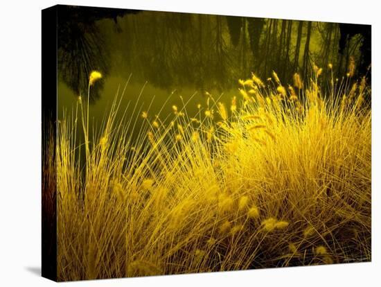 Golden Plants along River with Reflections of Trees-Jan Lakey-Premier Image Canvas