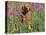 Golden Retriever Amongst Meadow Flowers, USA-Lynn M. Stone-Premier Image Canvas