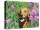 Golden Retriever Amongst Meadow Flowers, USA-Lynn M. Stone-Premier Image Canvas