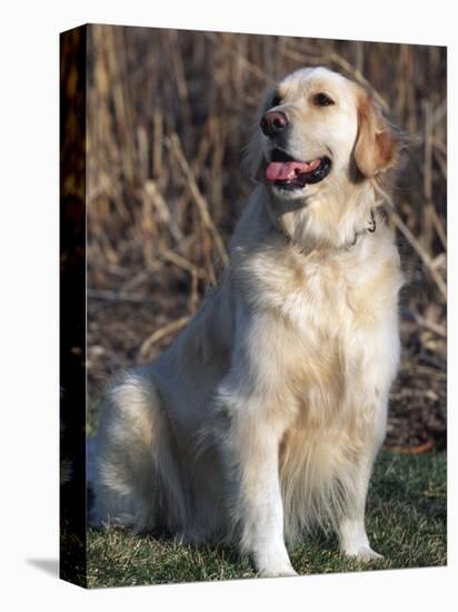 Golden Retriever Breed, USA-Lynn M. Stone-Premier Image Canvas