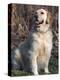 Golden Retriever Breed, USA-Lynn M. Stone-Premier Image Canvas