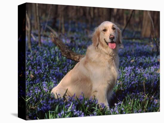 Golden Retriever (Canis Familiaris) Among Bluebells, USA-Lynn M. Stone-Premier Image Canvas