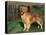 Golden Retriever (Canis Familiaris) Illinois, USA-Lynn M. Stone-Premier Image Canvas