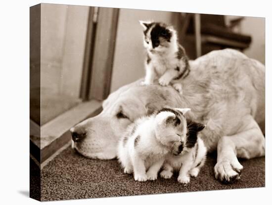 Golden Retriever Dog Adopts Kittens, 1964-null-Premier Image Canvas