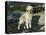 Golden Retriever Dog on Coast, Maine, USA-Lynn M. Stone-Premier Image Canvas