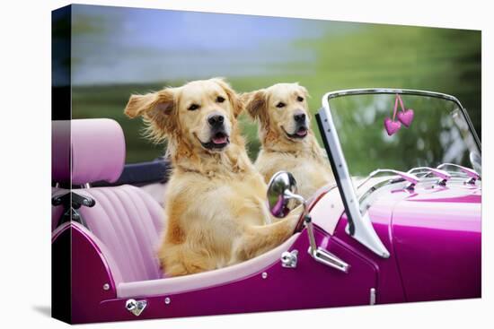 Golden Retriever Dog, Two Valentine Dog Couple in Car-null-Premier Image Canvas