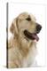 Golden Retriever in Studio-null-Premier Image Canvas