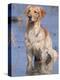 Golden Retriever in Water, USA, North America-Lynn M. Stone-Premier Image Canvas