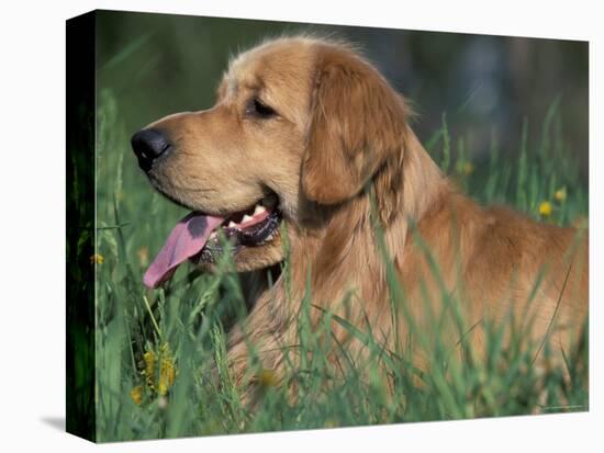 Golden Retriever Lieing in Grass, Us-Lynn M. Stone-Premier Image Canvas