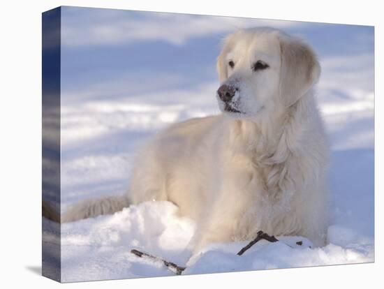 Golden Retriever Lying in Snow, USA-Lynn M. Stone-Premier Image Canvas