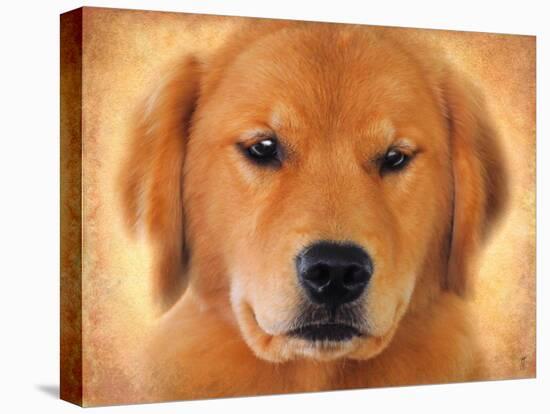 Golden Retriever Portrait-Jai Johnson-Premier Image Canvas