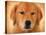 Golden Retriever Portrait-Jai Johnson-Premier Image Canvas