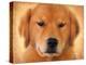 Golden Retriever Portrait-Jai Johnson-Premier Image Canvas