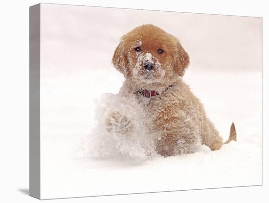 Golden Retriever Pup in Snow-Chuck Haney-Premier Image Canvas