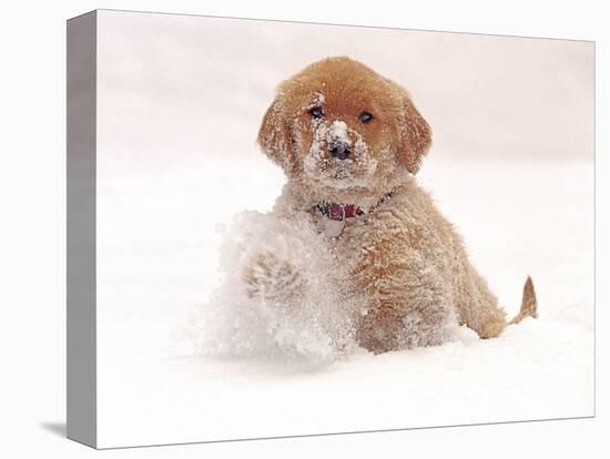 Golden Retriever Pup in Snow-Chuck Haney-Premier Image Canvas
