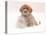 Golden Retriever Pup in Snow-Chuck Haney-Premier Image Canvas