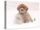 Golden Retriever Pup in Snow-Chuck Haney-Premier Image Canvas