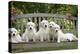 Golden Retriever Puppies on Garden Bench 7 Weeks-null-Premier Image Canvas