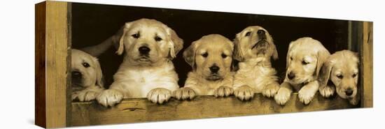 Golden Retriever Puppies-null-Stretched Canvas