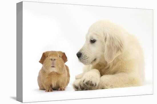 Golden Retriever Puppy, 16 Weeks, Looking at Red Guinea Pig-Mark Taylor-Premier Image Canvas