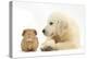 Golden Retriever Puppy, 16 Weeks, Looking at Red Guinea Pig-Mark Taylor-Premier Image Canvas