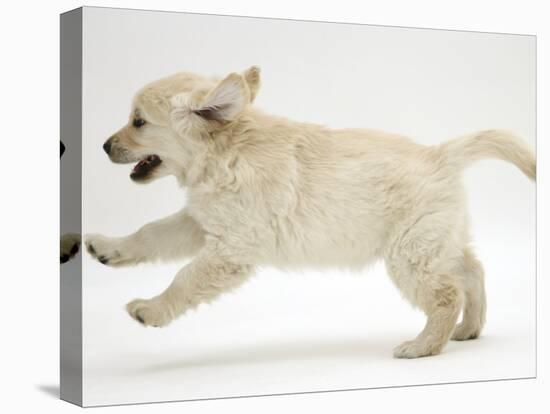 Golden Retriever Puppy, 9 Weeks Old, Running-Jane Burton-Premier Image Canvas