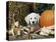 Golden Retriever Puppy (Canis Familiaris) Portrait with Pumpkin-Lynn M. Stone-Premier Image Canvas