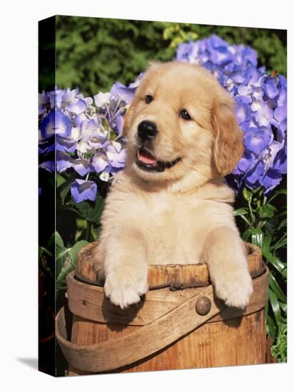 Golden Retriever Puppy in Bucket (Canis Familiaris) Illinois, USA-Lynn M^ Stone-Premier Image Canvas