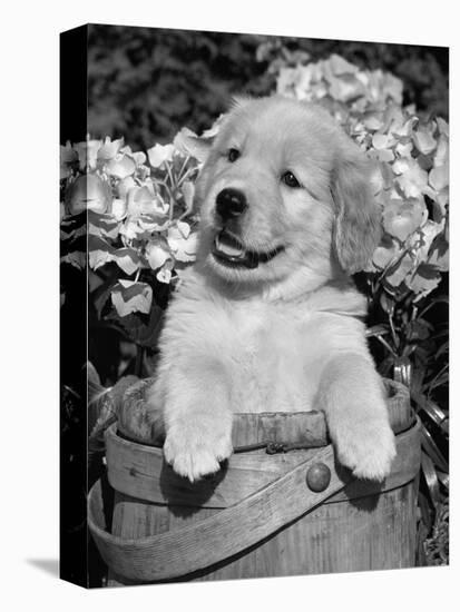 Golden Retriever Puppy in Bucket (Canis Familiaris) Illinois, USA-Lynn M. Stone-Premier Image Canvas