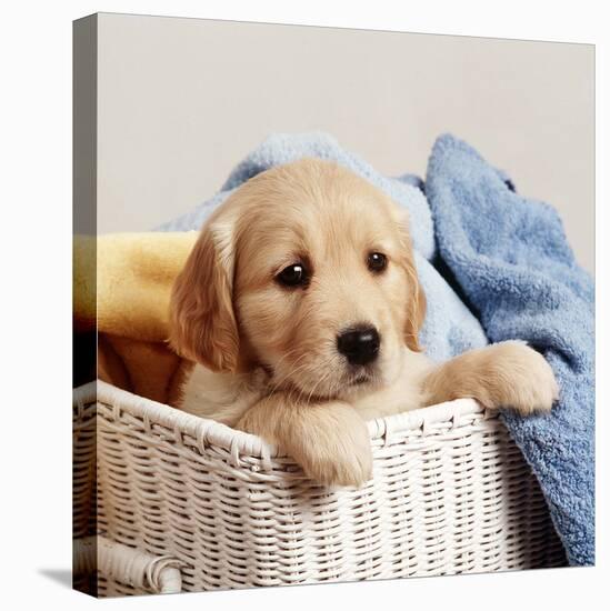 Golden Retriever Puppy in Laundry Basket-null-Premier Image Canvas