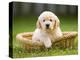 Golden Retriever Puppy in Pet Bed-Jim Craigmyle-Premier Image Canvas