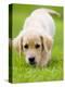 Golden Retriever Puppy Playing Outdoors-Jim Craigmyle-Premier Image Canvas