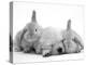 Golden Retriever Puppy Sleeping Between Two Young Sandy Lop Rabbits-Jane Burton-Premier Image Canvas