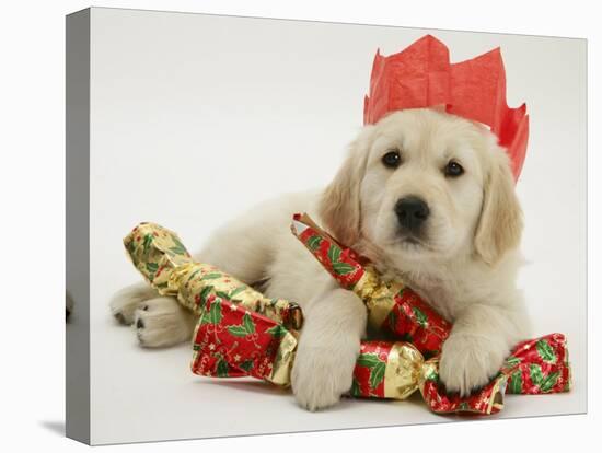 Golden Retriever Puppy with Christmas Crackers Wearing Paper Hat-Jane Burton-Premier Image Canvas