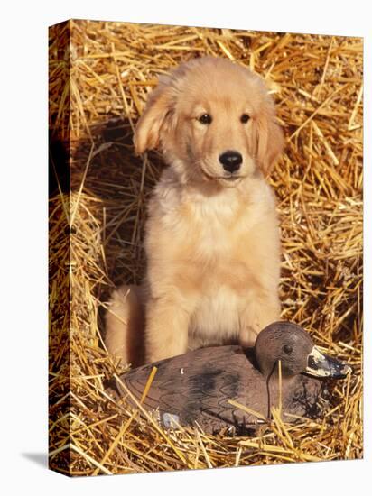 Golden Retriever Puppy with Decoy Duck, USA-Lynn M. Stone-Premier Image Canvas