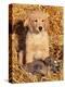 Golden Retriever Puppy with Decoy Duck, USA-Lynn M. Stone-Premier Image Canvas