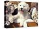 Golden Retriever Puppy with Toys-Lynn M. Stone-Premier Image Canvas