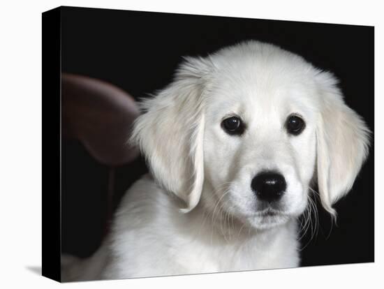 Golden Retriever Puppy-Lynn M. Stone-Premier Image Canvas